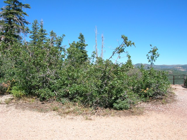 Lava Point in 2010